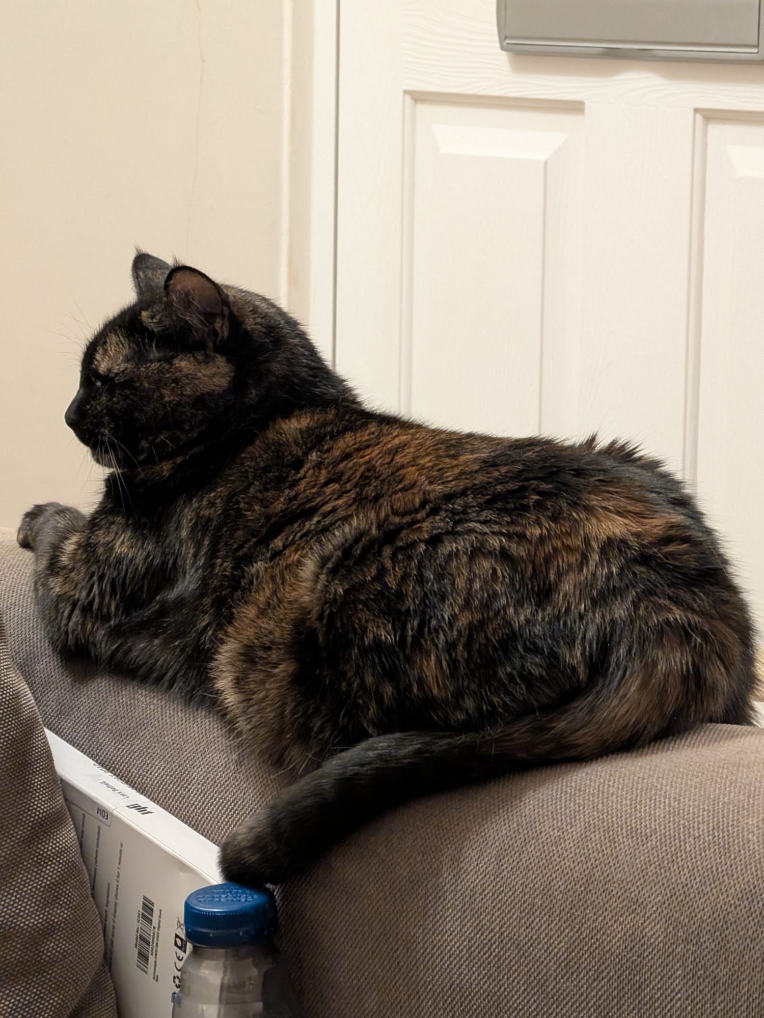 Melon, a beautiful tortoiseshell cat, lounging regally on the sofa